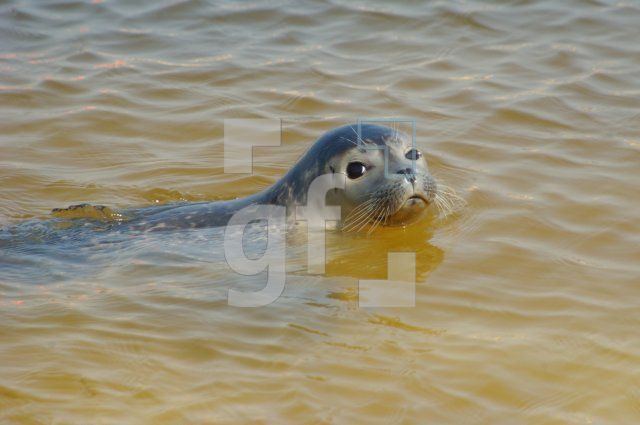 EF14_Westkuestenpark02_0911.jpg