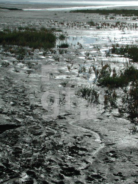 FL09_Watt02_0728.JPG
