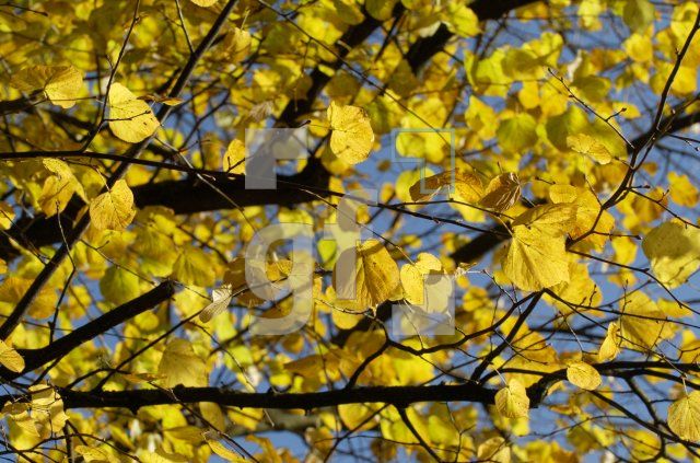 FL21_Herbst1_0147.jpg