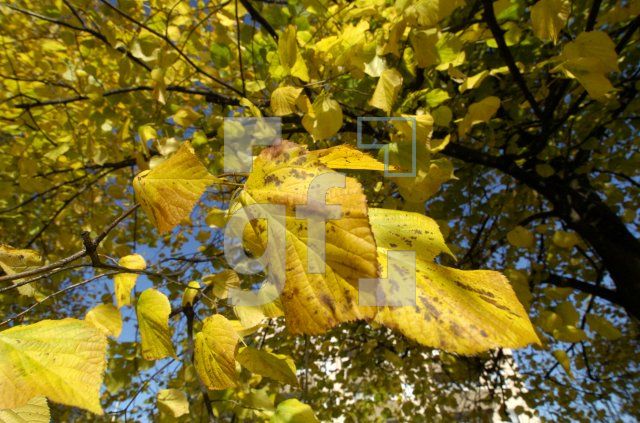 FL21_Herbst5_0147.jpg