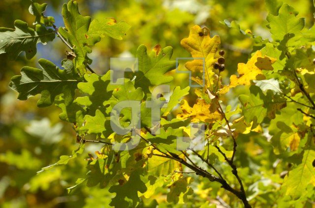 FL21_Herbst6_0147.jpg