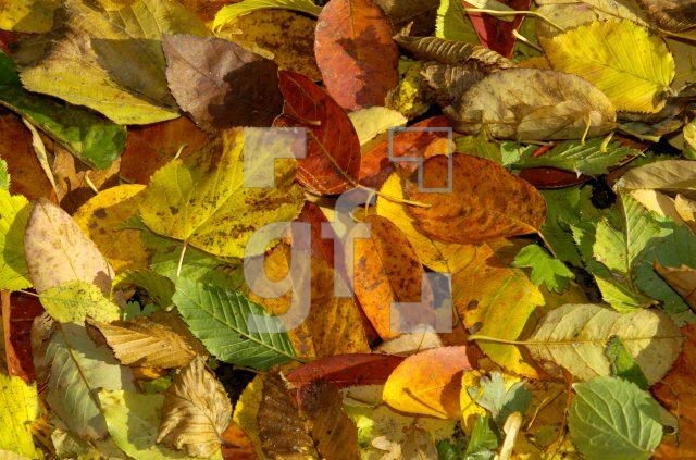 FL21_Herbst7_0147.jpg
