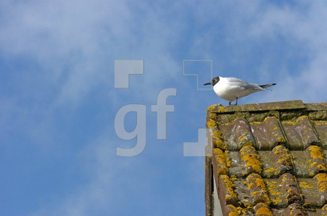 GE09_Moewe01_0116.jpg