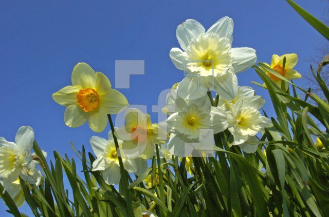 GF26_Narzissen04_0100.jpg