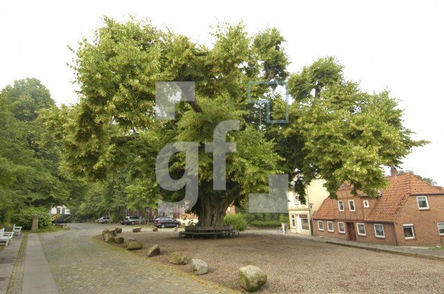 GI06_BorderholmerLinde_0148.jpg
