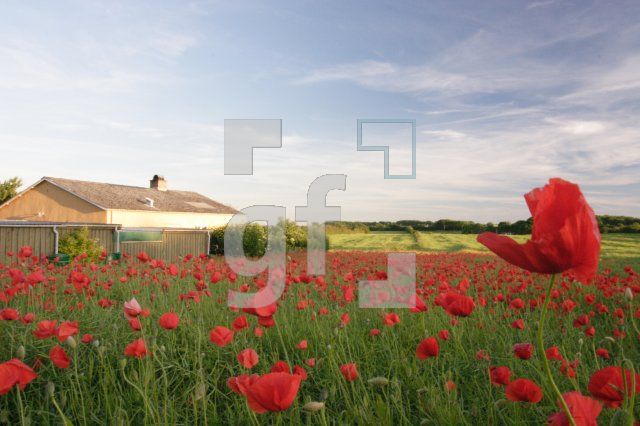 GI22_Mohn_1112.JPG