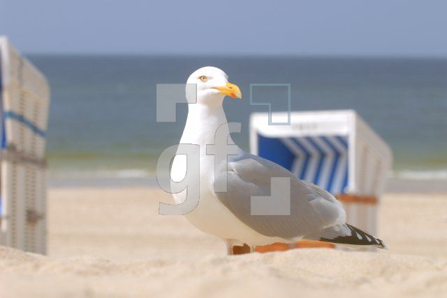 HG01_Sylt02_0167.jpg