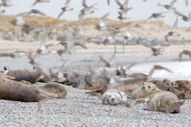JE10_Helgoland60_0188.JPG
