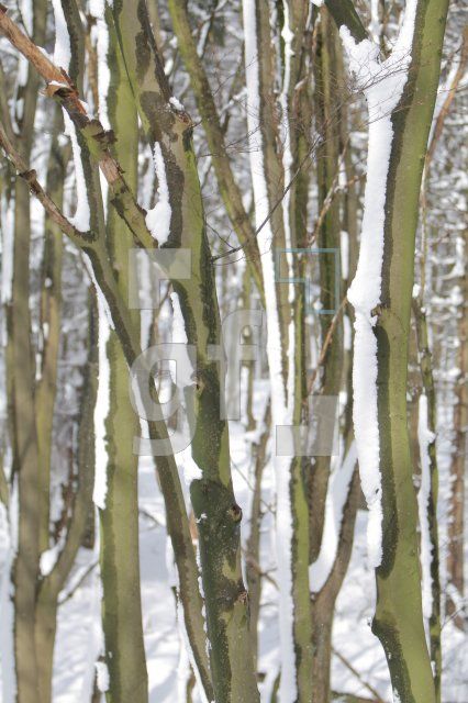 JE23_Wald01_0181.JPG