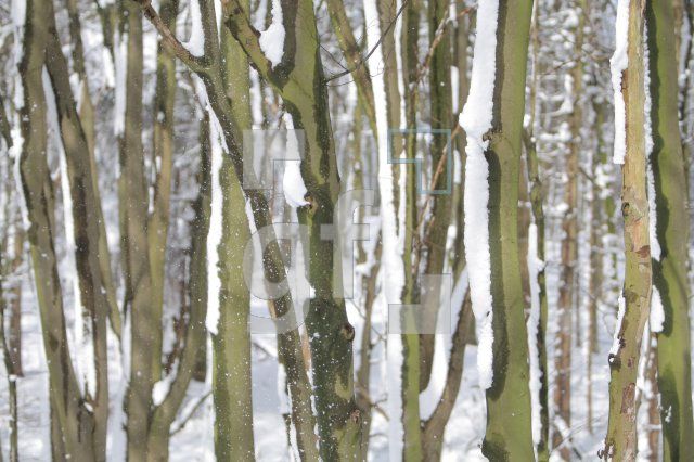 JE23_Wald02_0177.JPG