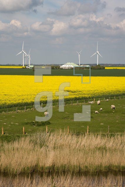 JG01_Cecilienkoog_1302.jpg