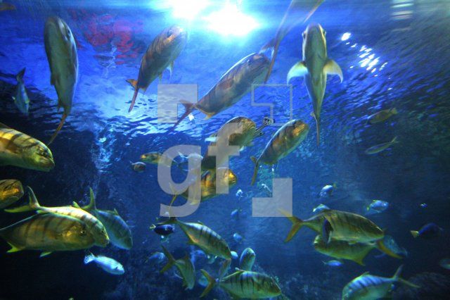 KD01_SeaLife02_0103.JPG