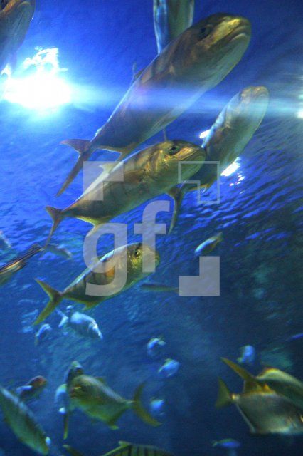 KD01_SeaLife03_0108.JPG