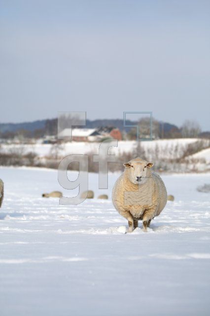 KD14_Winter01_0173.JPG