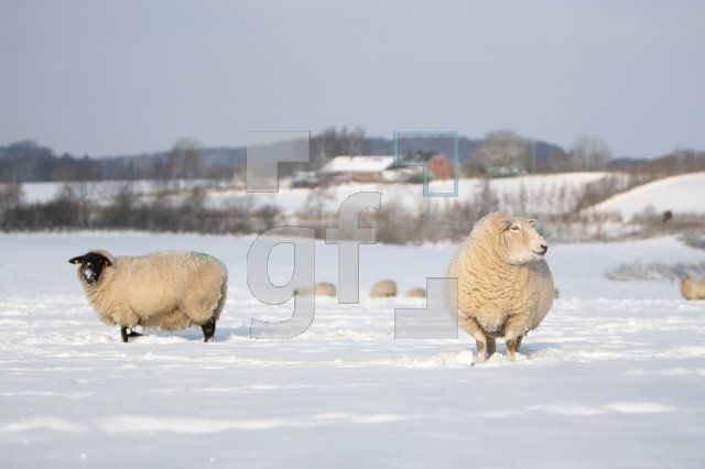 KD14_Winter02_0169.JPG