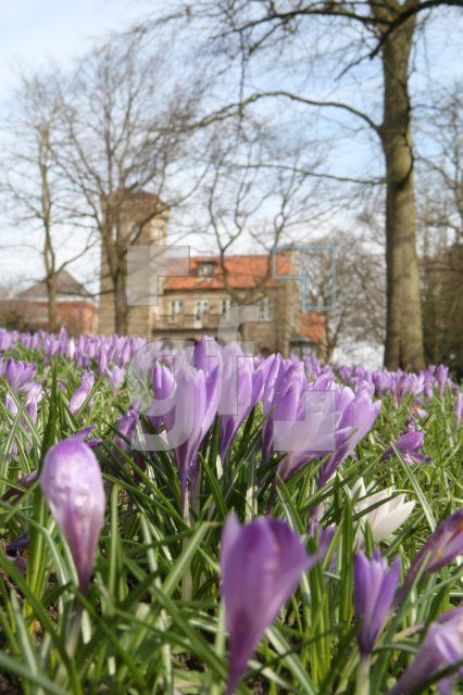 LF02_Krokus04_0151.JPG
