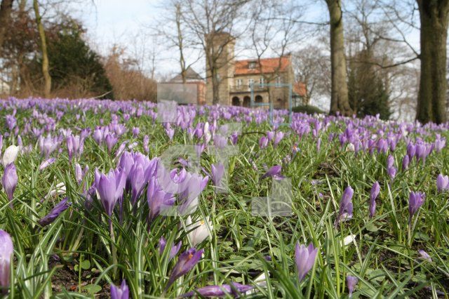 LF02_Krokus05_0154.JPG