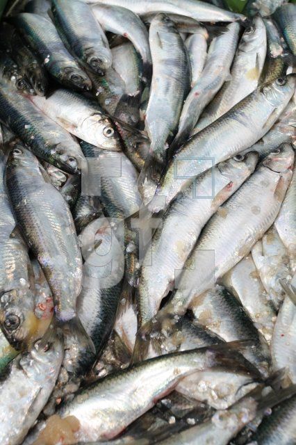 LF10_Fisch01_0155.JPG