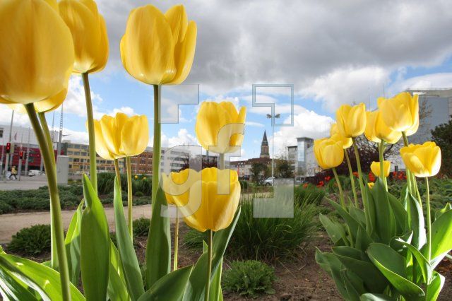 LF27_Tulpen02_0151.JPG