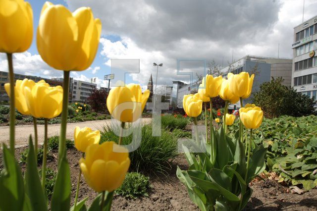 LF27_Tulpen03_0157.JPG