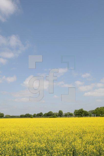 LG21_Raps02_0185.JPG