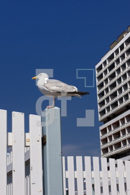 LG31_Sylt32_2230.jpg