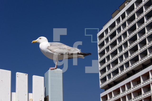 LG31_Sylt33_2228.jpg