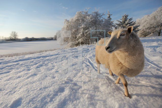 LN20_Winter05_0106.JPG