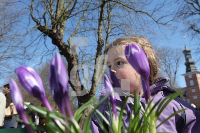 ME27_Krokus72_2014.JPG