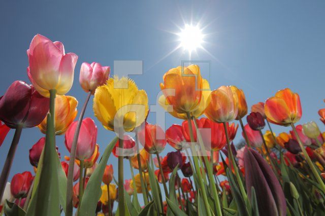 MF24_Tulpe04_0150.JPG