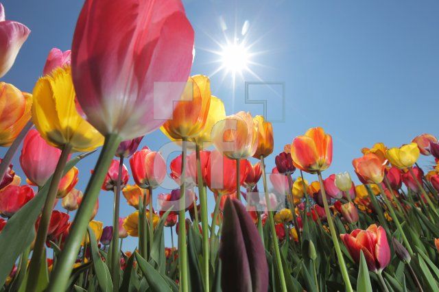 MF24_Tulpe05_0149.JPG