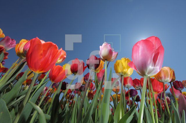 MF24_Tulpe06_0147.JPG