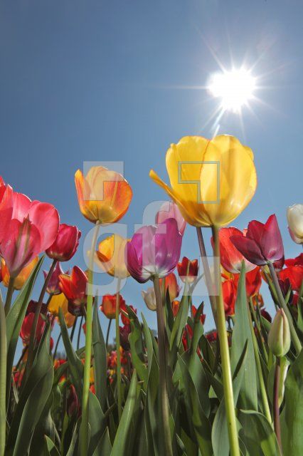 MF24_Tulpe11_0134.JPG