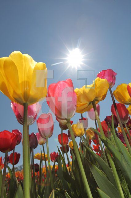 MF24_Tulpe14_0123.JPG