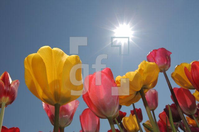 MF24_Tulpe15_0121.JPG