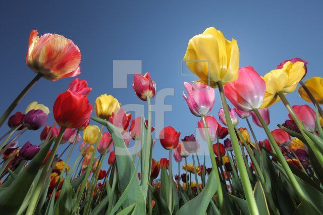 MF24_Tulpe17_0114.JPG