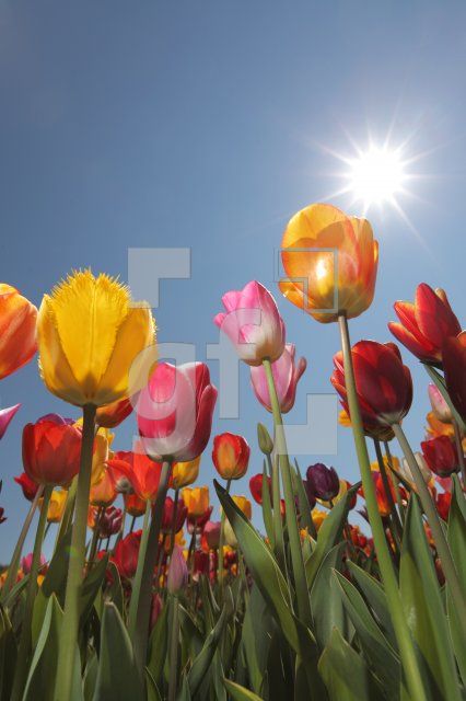 MF24_Tulpe23_0181.JPG