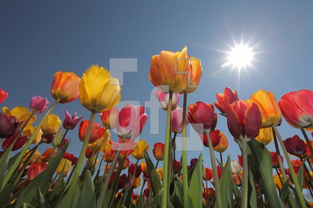 MF24_Tulpe24_0174.JPG