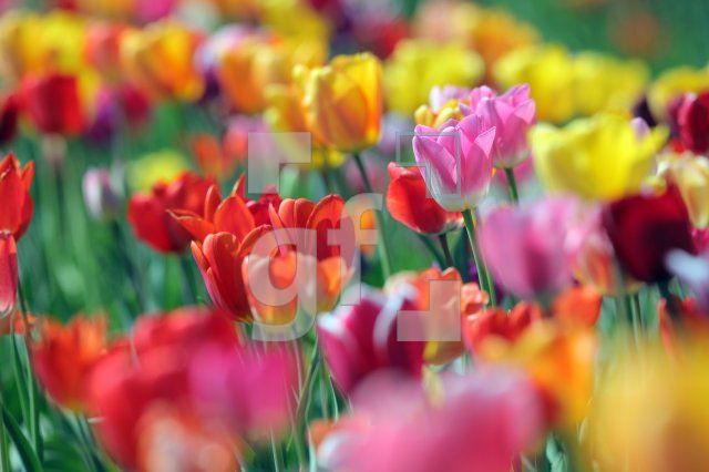 MF24_Tulpe28_0141.JPG