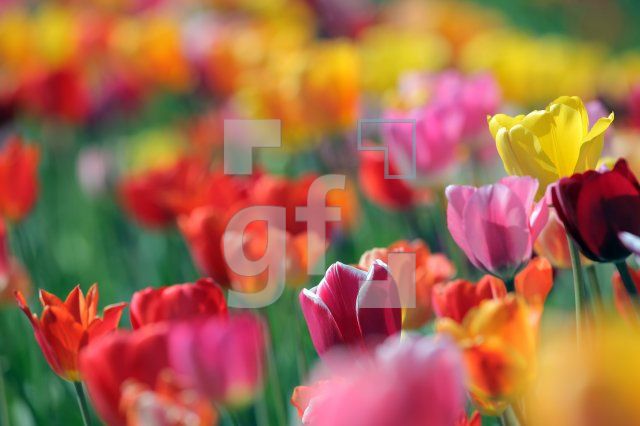 MF24_Tulpe29_0139.JPG