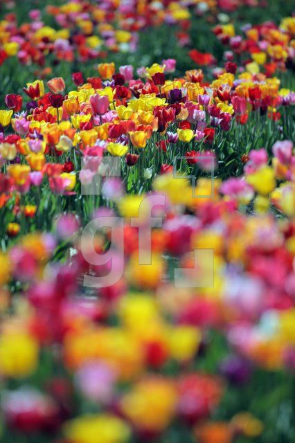 MF24_Tulpe31_0131.JPG