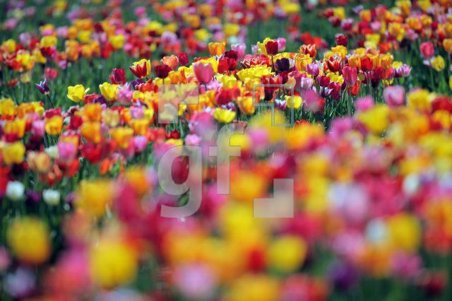 MF24_Tulpe32_0129.JPG