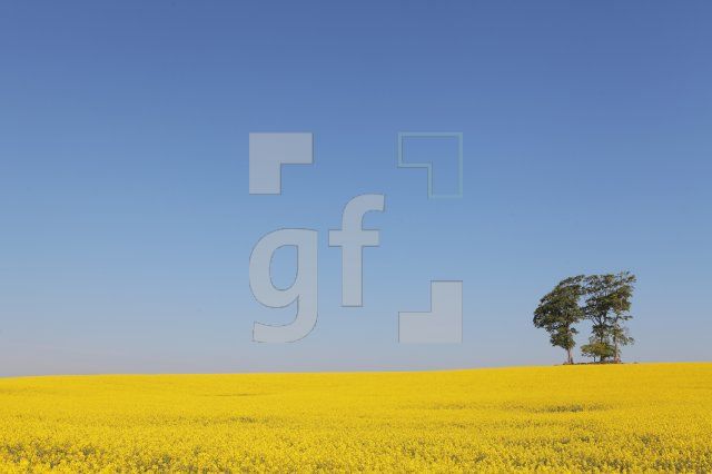 MG09_Raps09_0195.JPG