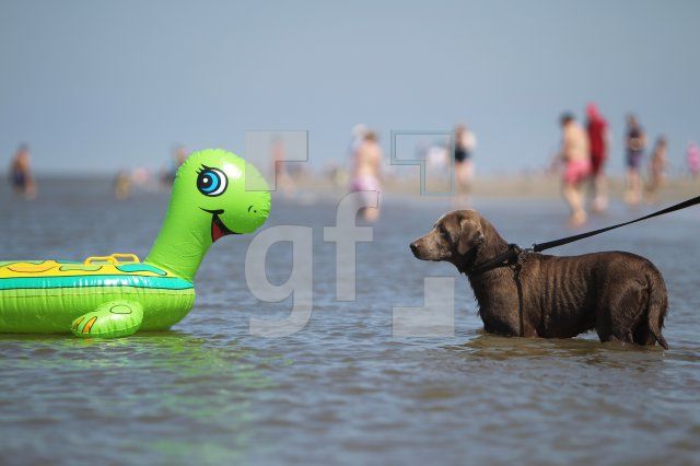 MH27_Hund_0121.JPG