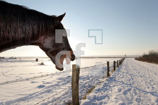 ND02_Pferd_0172.JPG
