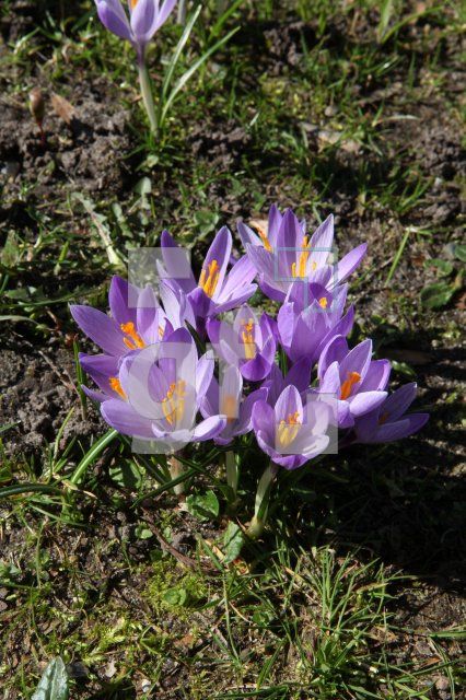 NE22_Krokuss21_0185.JPG