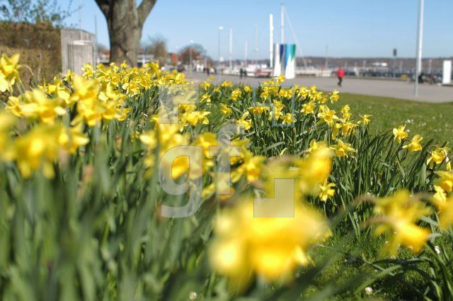 NF05_Blume01_0177.JPG