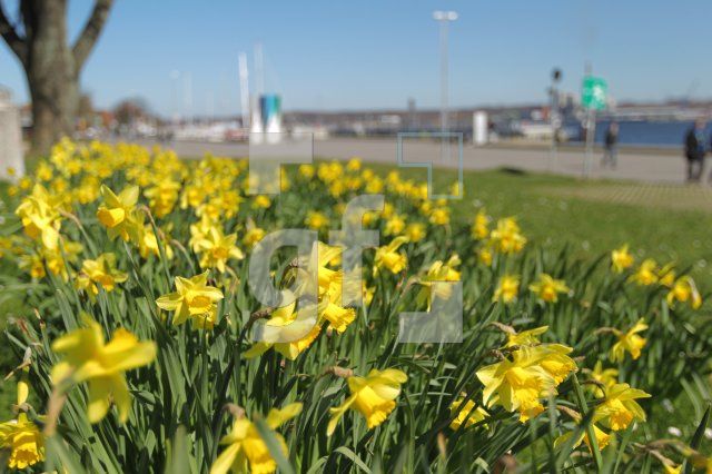 NF05_Blume03_0191.JPG