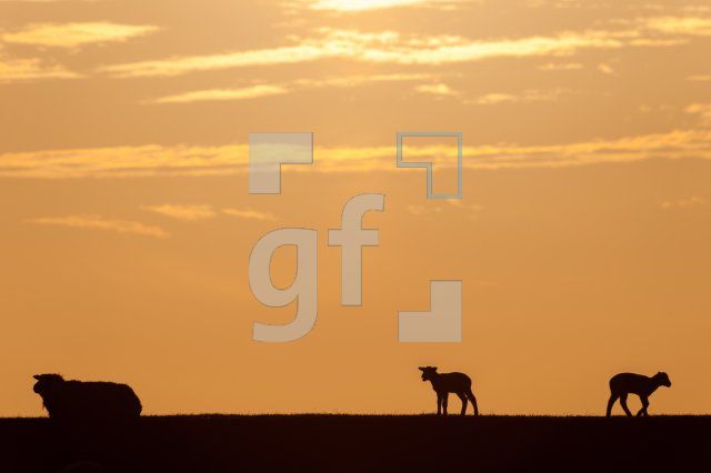 OF28_Deich01_1300.jpg