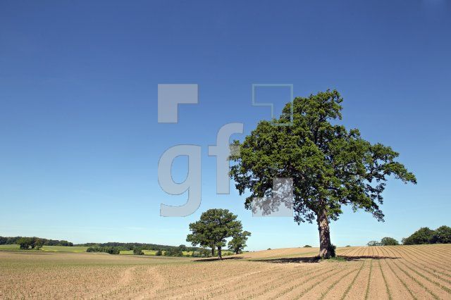 OH03_Baum02_0127.JPG